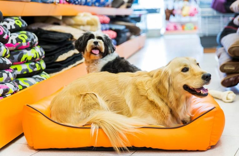 Traits of a Good Pet Supplies Store